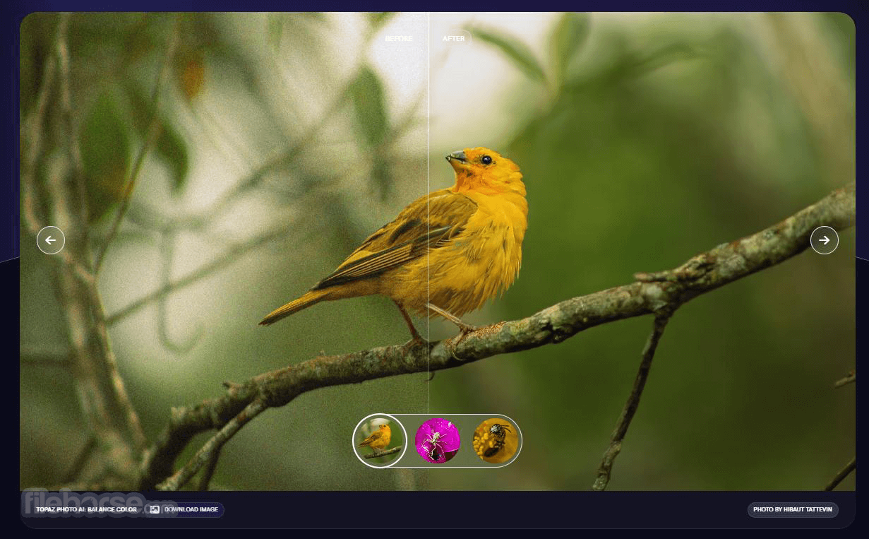 Download Topaz Photo AI for Mac Free